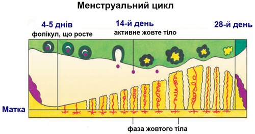 менструальний цикл.png
