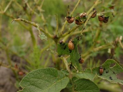 колорадський жук1.jpg