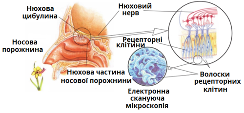 нюхова система.png