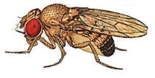 муха.jpg