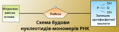схема будови РНК.png