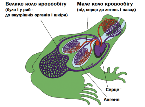 кровоносна система.png