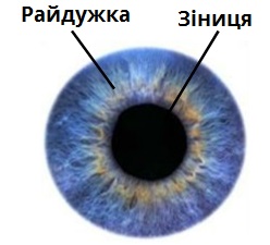 Зіниця_райдужка.jpg