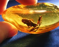 у бурштині.jpg