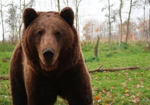 хижі ведмежі14.jpg