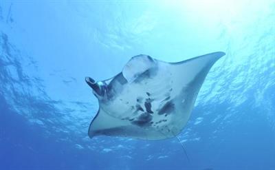 скат манта.jpg
