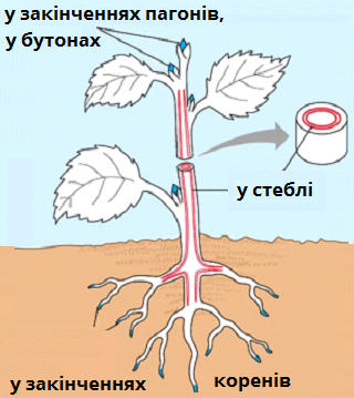 твірна тканина.bmp