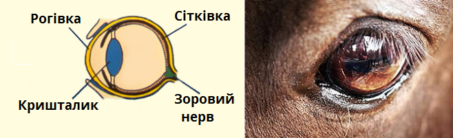 будова_ока.png