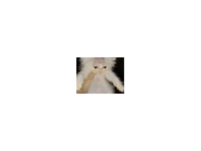D B