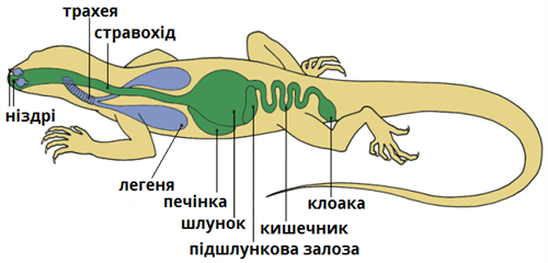 травна система.png