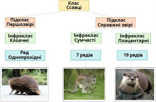 класи ссавців.jpg