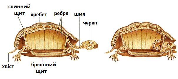 скелет черепахи підписи.gif