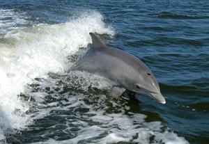 дельфін8.jpg