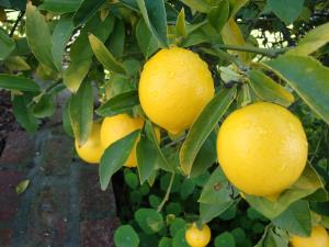 lemon-tree.jpg