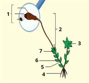 листостебловий мох_цифри2.png
