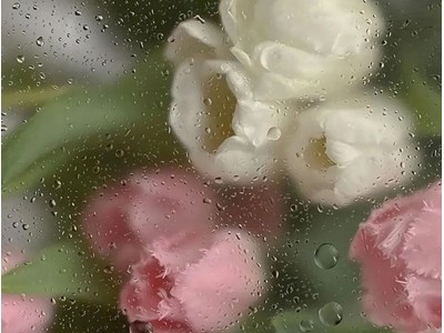 Ліна Касьяненко