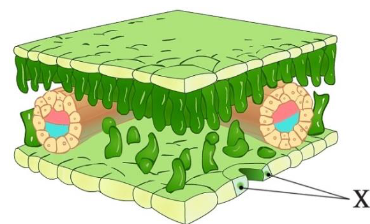 Screenshot 2024-02-14 at 11-04-44 NMT_2024-Biologiya-Demo_sajt.pdf.png