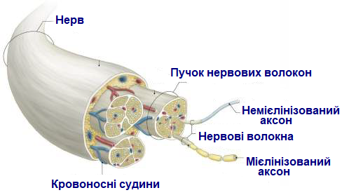 нерв.png