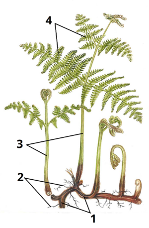 папороть будова цифри4.png
