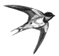swallow-flying-6325996_1920.png