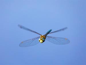 Вимушені коливання 1.jpg