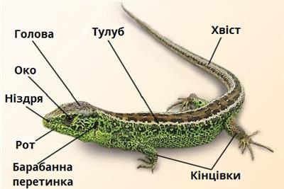 зовнішня будова підписи.jpg