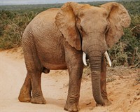 слон.jpg