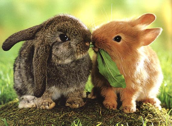 Kaninchen-II.jpg