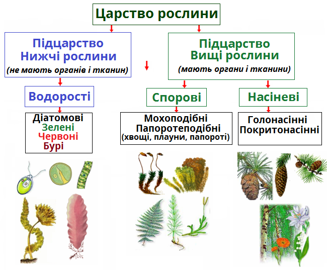 Царство рослин.png