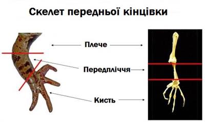 скелет передньої кінцівки.jpg