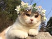 Анна Кедик