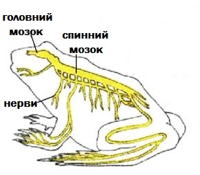 нервова ситема.jpg