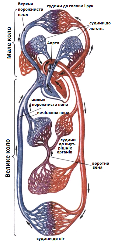 схема кровообігу.png