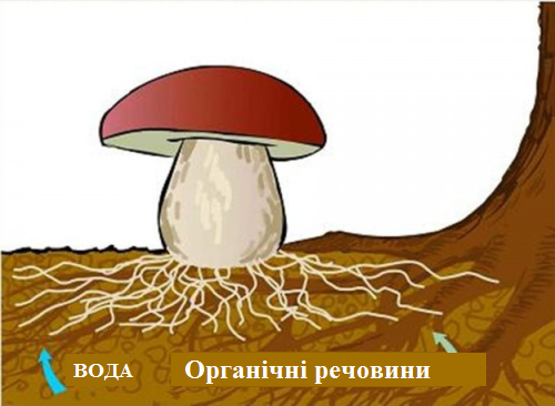 микориза.png