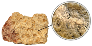 известня под микроскопом 2.png