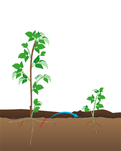 розмноження кореневими живцями.png