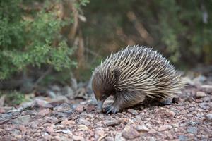 echidna-pix.jpg