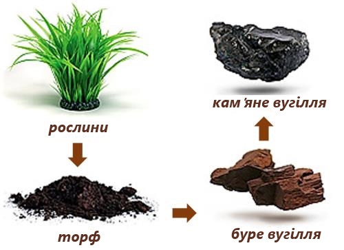 образование угля.jpg