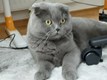 Олексі Яремi