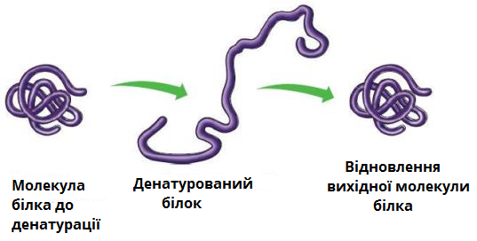 денатурація.png
