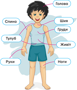 зовнішня будова1.png