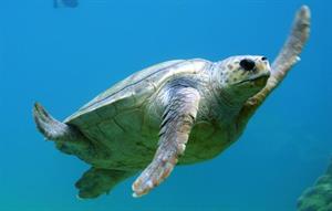морська черепаха4.jpg