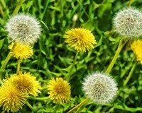 кульбаба лікарська.jpg