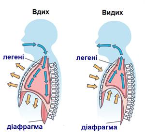 вдих_видих.png