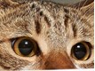 who.ru :/