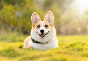 хижі псові7.jpg