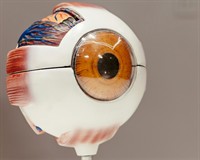 око муляж.jpg