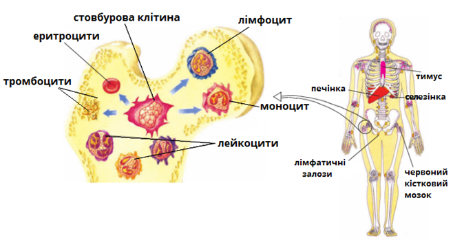утворення крові.png