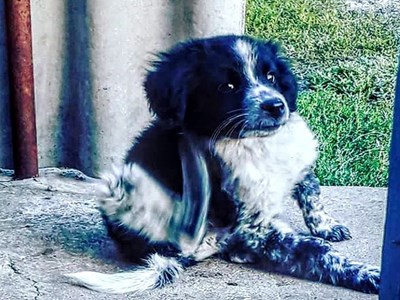 Олексiй Микула