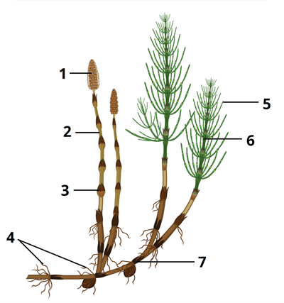 хвощ пагони цифри2.png